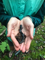 Plethodon cylindraceus