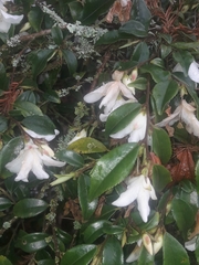 Camellia lutchuensis