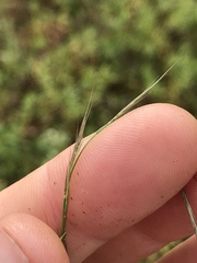 Aristida longespica