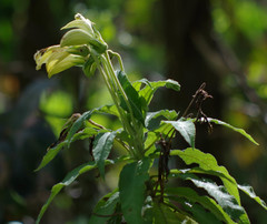 Siphocampylus giganteus