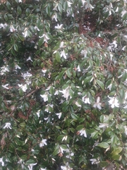 Camellia lutchuensis