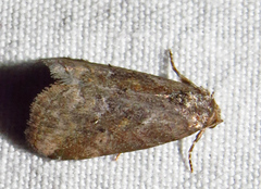 Hyperstrotia flaviguttata