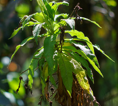 Siphocampylus giganteus
