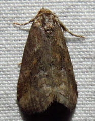 Hyperstrotia flaviguttata