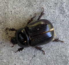 Xyloryctes jamaicensis