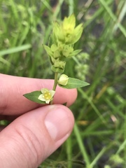 Ludwigia suffruticosa