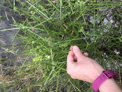 Ludwigia suffruticosa