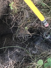 Sylvilagus floridanus