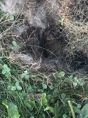 Sylvilagus floridanus