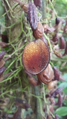 Aristolochia maxima