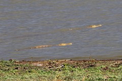 Crocodylus niloticus africanus