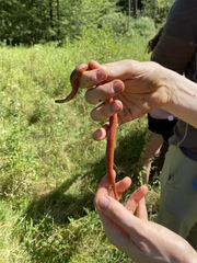 Storeria occipitomaculata