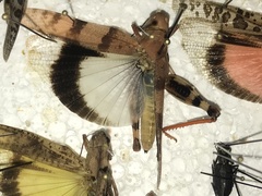 Trimerotropis pistrinaria