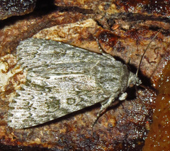 Acronicta impleta