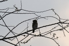 Glaucidium perlatum