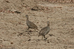 Pternistis bicalcaratus