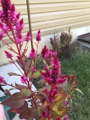 Celosia spicata