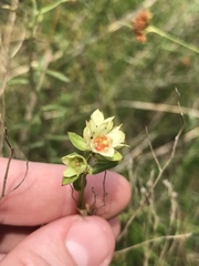 Ludwigia suffruticosa