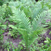 Ostrich Fern - Photo (c) Mark Avery, some rights reserved (CC BY-NC), uploaded by Mark Avery