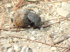 Scarabaeus cicatricosus