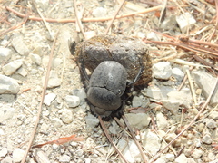 Scarabaeus cicatricosus