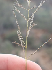 Eragrostis chloromelas