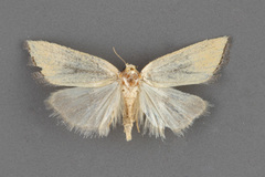 Pseudomarimatha flava