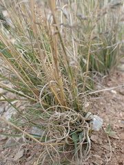 Eragrostis chloromelas