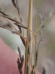 Eragrostis chloromelas