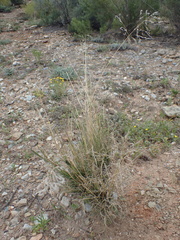 Eragrostis chloromelas