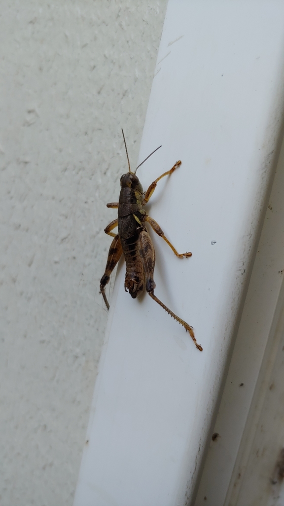 Willamette Short-wing Grasshopper