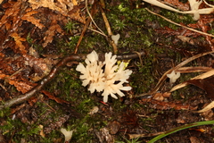 Sebacina sparassoidea