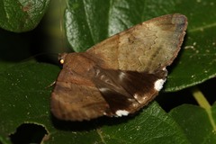 Achaea lienardi