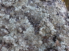 Arctoparmelia centrifuga