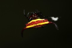 Gasteracantha falcicornis