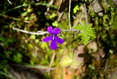 Pinguicula moranensis