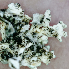 Arctoparmelia centrifuga
