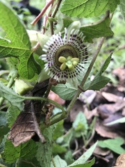 Passiflora exsudans