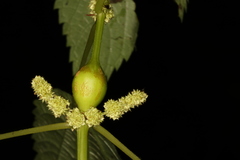 Neolasioptera boehmeriae