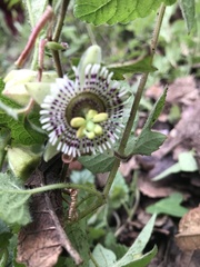 Passiflora exsudans