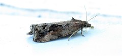 Endothenia nubilana