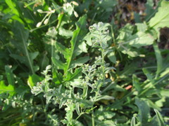 Rochelia retorta