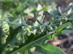 Rochelia retorta