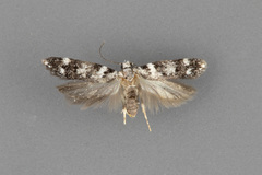 Chionodes obex