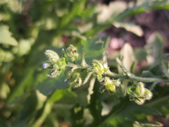 Rochelia retorta