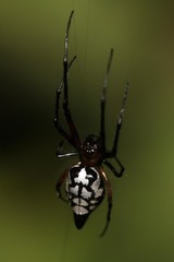 Leucauge medjensis