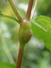 Neolasioptera perfoliata