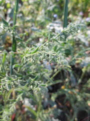 Rochelia retorta