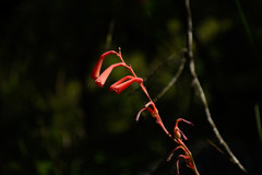 Polianthes geminiflora