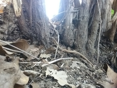 Elgaria paucicarinata